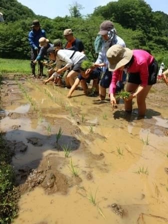 田植え