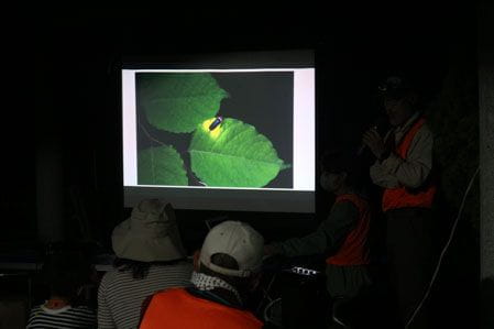 ホタルの生態の解説