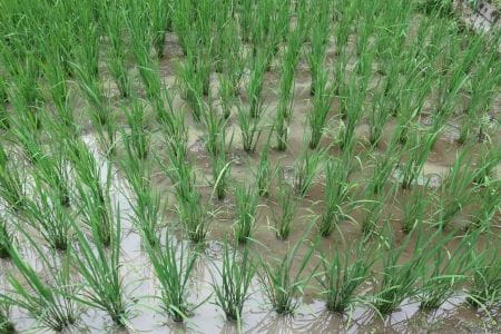 きれいな田んぼ