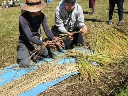 稲をまとめる作業