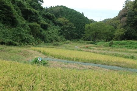 里山の田んぼ