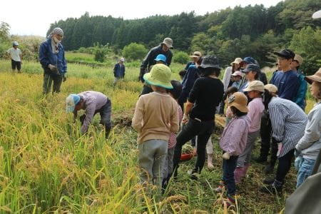 稲刈りのレクチャー