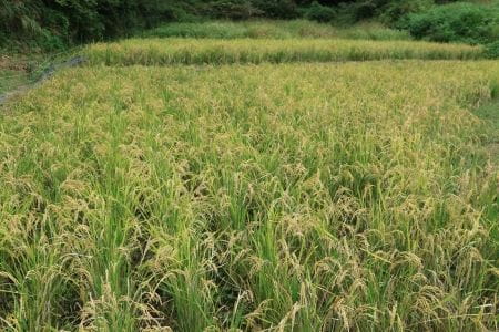 刈る前の田んぼ