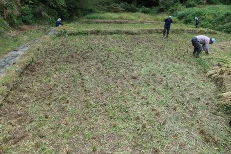 刈った後の田んぼ