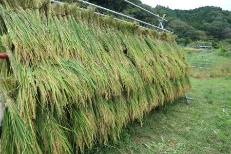 はざかけされた稲