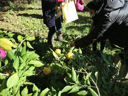 ゆずの収穫