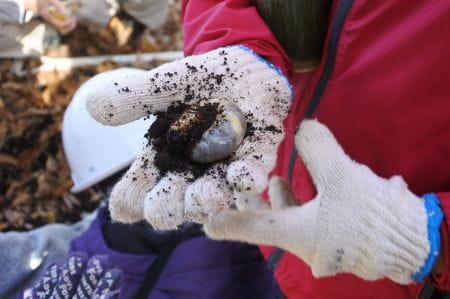 カブトムシの幼虫