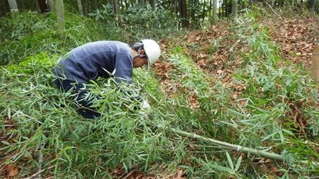 枝払いと玉切り