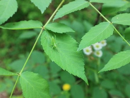宇津木緑地保全地域