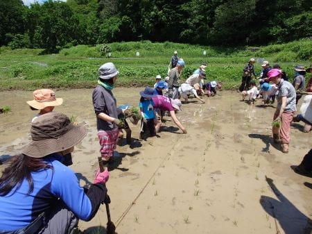 田植え