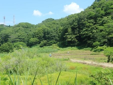 横沢入里山保全地域