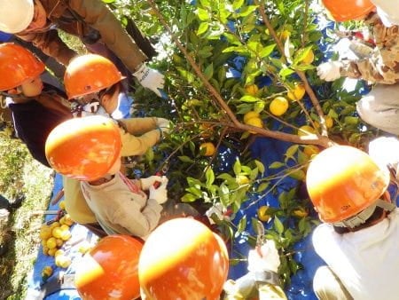 子どもたちに大人気のゆず