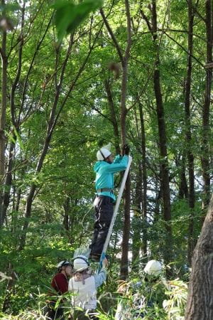 伐採作業(ロープを木に掛ける)