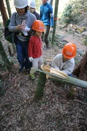 伐採した竹を観察