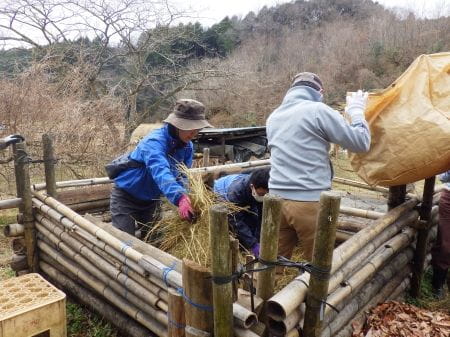 藁を敷き詰める