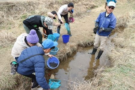 カエルの卵をすくう