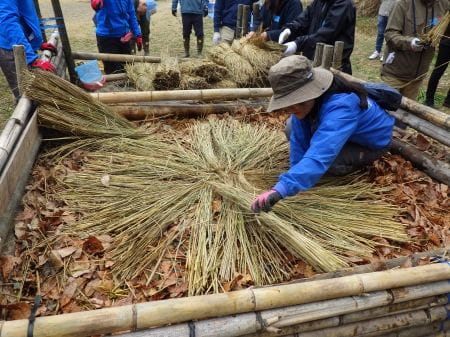藁を敷き詰める