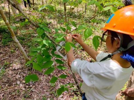 樹木プレート付け