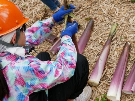 タケノコの皮むき