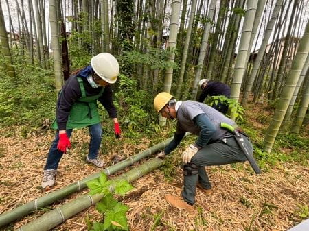伐採した竹