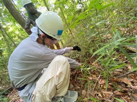 ササ狩りの様子2