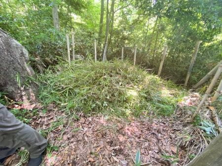 たくさんのササ