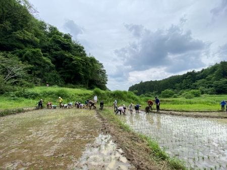 田植えの様子