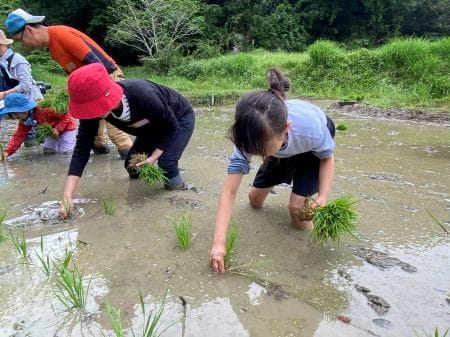 苗を植える様子