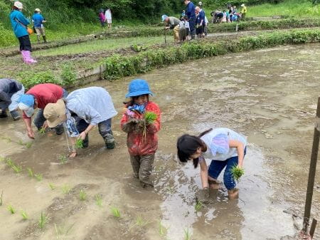 親子二人三脚で田植え