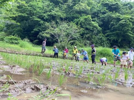 植えたあとの田んぼ