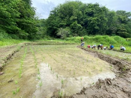 植えたあとの田んぼ2