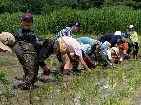 泥んこになりながらの田植え