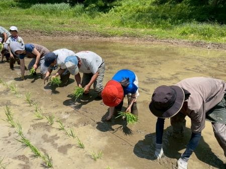 もくもくと田植え