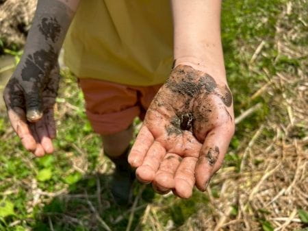 田植えで見つけた小さな生物