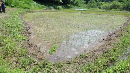 1.5面の田植え完成