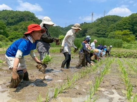一列ずつ田植えする様子