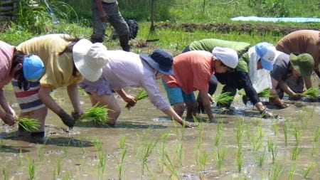 田植えスピードアップ