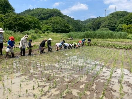 田植え作業に慣れてきた