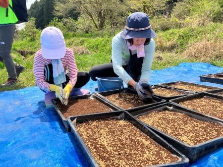 籾殻くん炭をまぶす様子