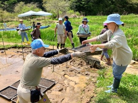 トレーを田んぼに並べていく様子