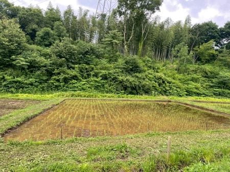 田植え全景
