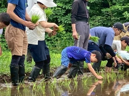 田植えスタート