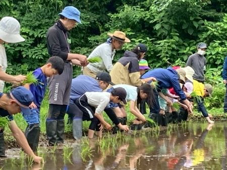 一列で田植えする様子