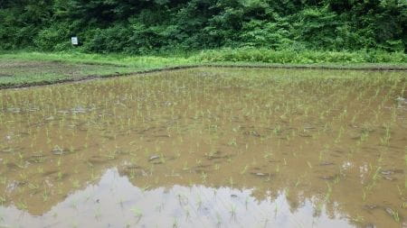 無事に田植えを終了した田んぼ