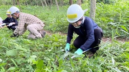 もくもくと下草刈り
