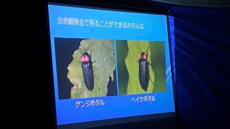 ホタルの種類の説明