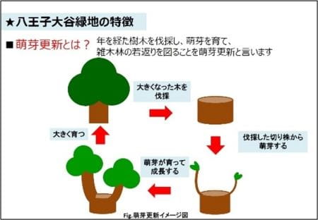 萌芽更新の図