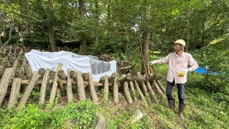 萌芽更新で伐採した木の利活用