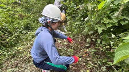 ハサミで草刈り