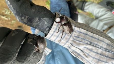 カブトムシを発見